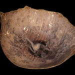 centrotavola3 150x150 Conchiglie